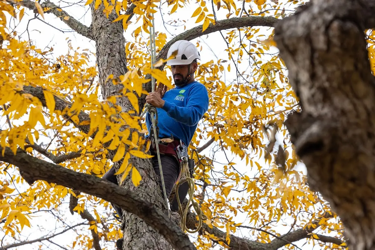 Skilled Tree Planing crew working in New Paris